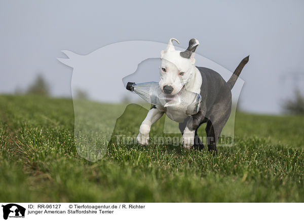 junger American Staffordshire Terrier / young American Staffordshire Terrier / RR-96127