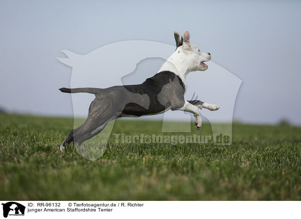 junger American Staffordshire Terrier / young American Staffordshire Terrier / RR-96132