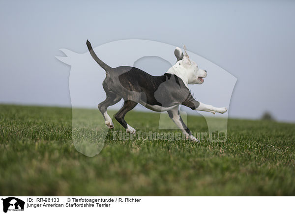 junger American Staffordshire Terrier / young American Staffordshire Terrier / RR-96133