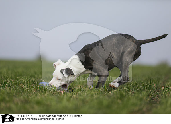 junger American Staffordshire Terrier / young American Staffordshire Terrier / RR-96140