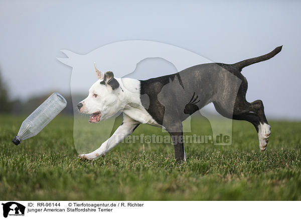 junger American Staffordshire Terrier / young American Staffordshire Terrier / RR-96144