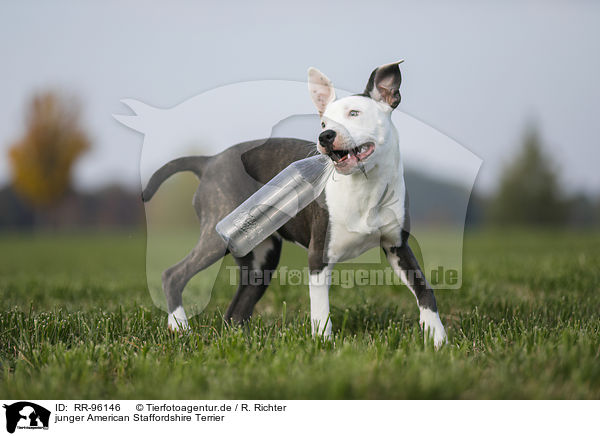 junger American Staffordshire Terrier / young American Staffordshire Terrier / RR-96146
