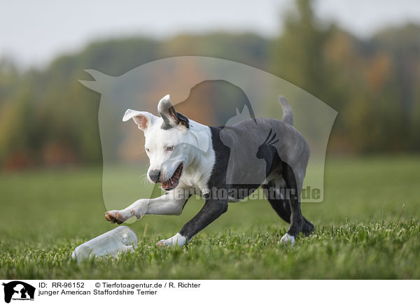 junger American Staffordshire Terrier / young American Staffordshire Terrier / RR-96152