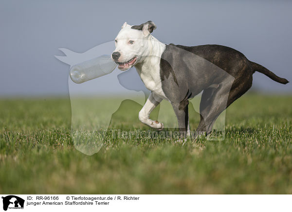 junger American Staffordshire Terrier / young American Staffordshire Terrier / RR-96166
