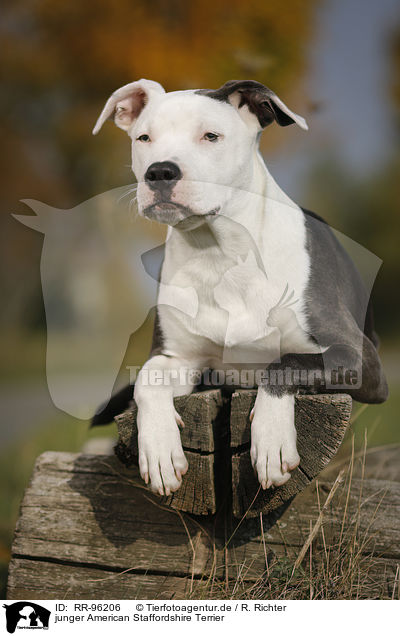junger American Staffordshire Terrier / young American Staffordshire Terrier / RR-96206