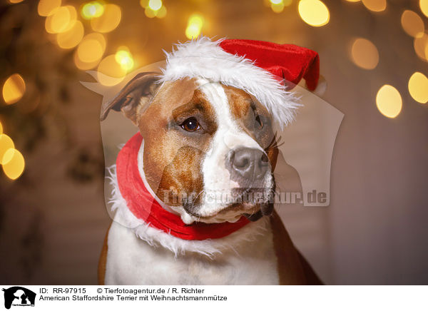American Staffordshire Terrier mit Weihnachtsmannmtze / American Staffordshire Terrier with santa hat / RR-97915