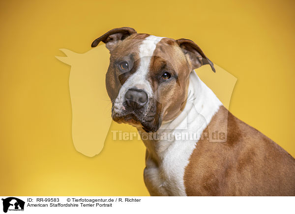 American Staffordshire Terrier Portrait / American Staffordshire Terrier Portrait / RR-99583