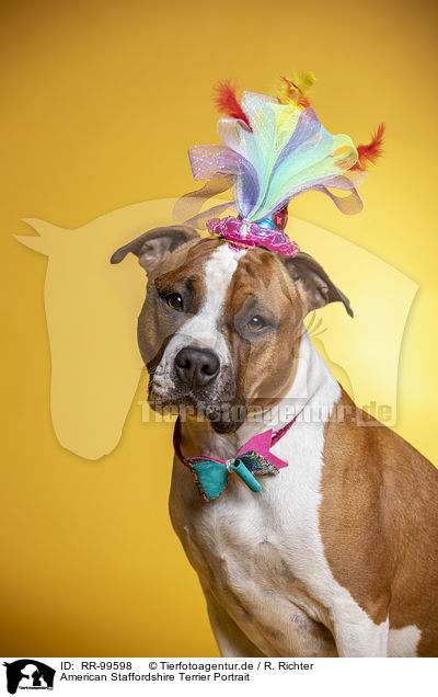 American Staffordshire Terrier Portrait / RR-99598
