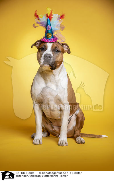 sitzender American Staffordshire Terrier / sitting  American Staffordshire Terrier / RR-99601