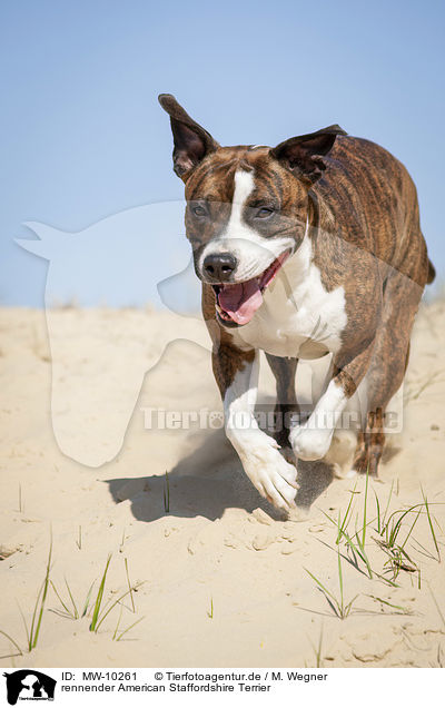 rennender American Staffordshire Terrier / running American Staffordshire Terrier / MW-10261