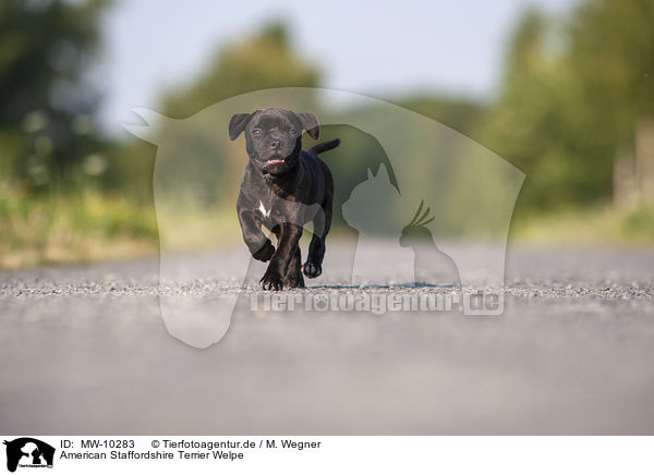 American Staffordshire Terrier Welpe / American Staffordshire Terrier Puppy / MW-10283