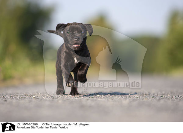 American Staffordshire Terrier Welpe / American Staffordshire Terrier Puppy / MW-10286
