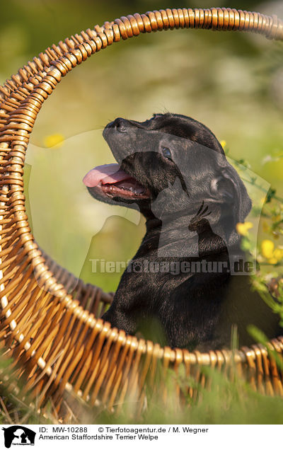 American Staffordshire Terrier Welpe / American Staffordshire Terrier Puppy / MW-10288