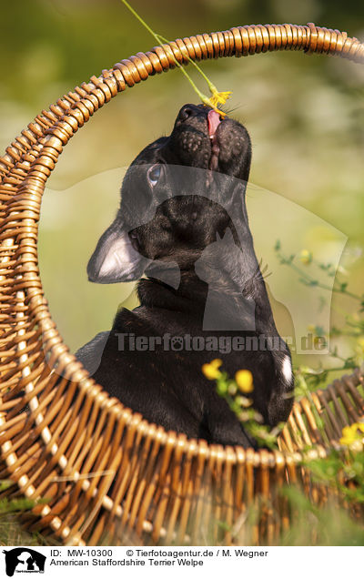 American Staffordshire Terrier Welpe / MW-10300