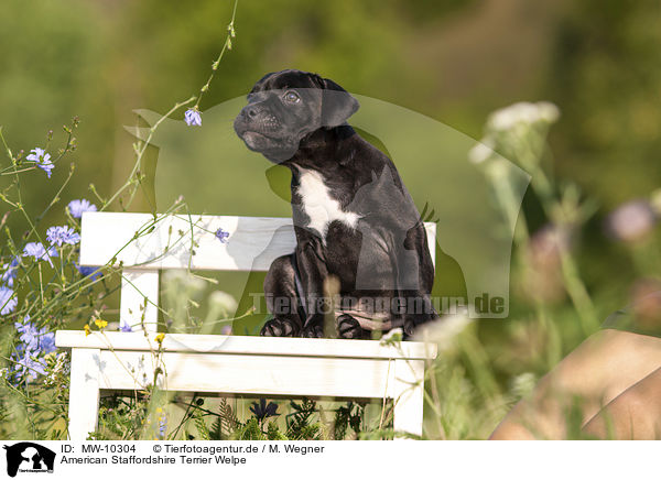 American Staffordshire Terrier Welpe / American Staffordshire Terrier Puppy / MW-10304