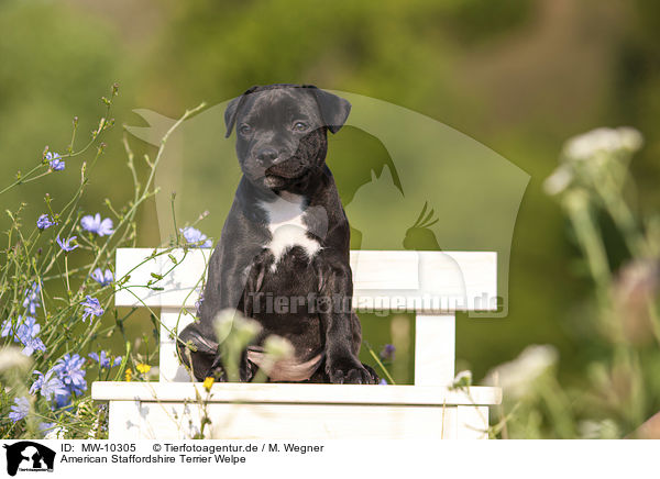 American Staffordshire Terrier Welpe / American Staffordshire Terrier Puppy / MW-10305