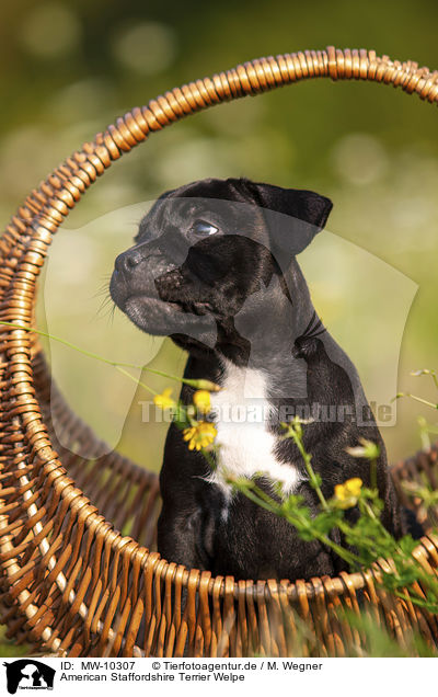 American Staffordshire Terrier Welpe / American Staffordshire Terrier Puppy / MW-10307