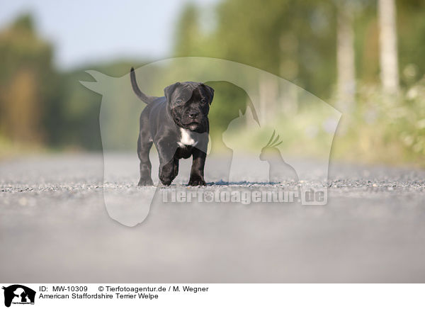 American Staffordshire Terrier Welpe / American Staffordshire Terrier Puppy / MW-10309