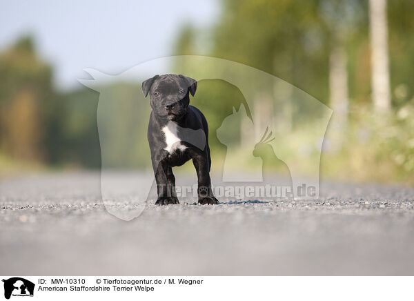 American Staffordshire Terrier Welpe / American Staffordshire Terrier Puppy / MW-10310