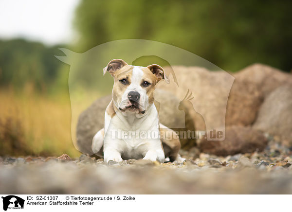 American Staffordshire Terrier / American Staffordshire Terrier / SZ-01307