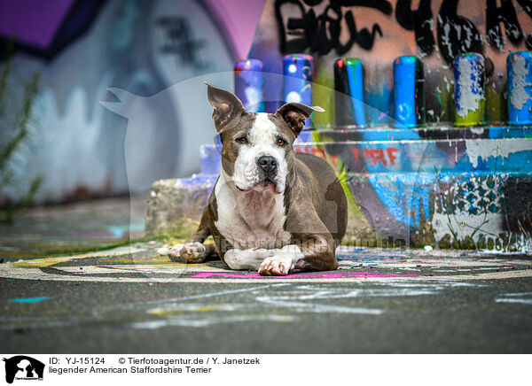 liegender American Staffordshire Terrier / lying American Staffordshire Terrier / YJ-15124