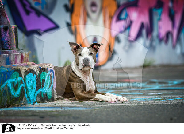 liegender American Staffordshire Terrier / lying American Staffordshire Terrier / YJ-15127