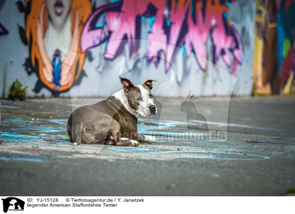 liegender American Staffordshire Terrier / lying American Staffordshire Terrier / YJ-15128