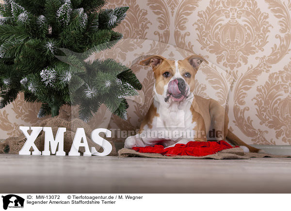 liegender American Staffordshire Terrier / lying American Staffordshire Terrier / MW-13072