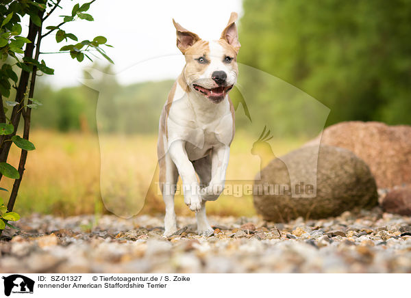 rennender American Staffordshire Terrier / running American Staffordshire Terrier / SZ-01327
