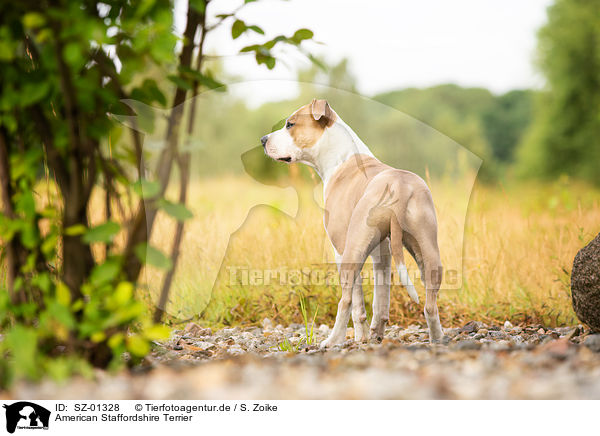 American Staffordshire Terrier / American Staffordshire Terrier / SZ-01328