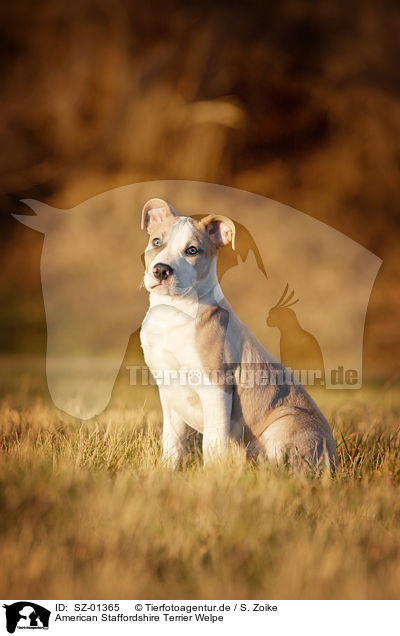American Staffordshire Terrier Welpe / American Staffordshire Terrier Puppy / SZ-01365