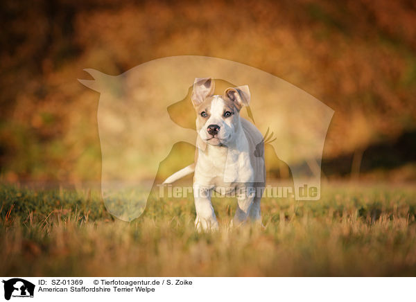 American Staffordshire Terrier Welpe / American Staffordshire Terrier Puppy / SZ-01369