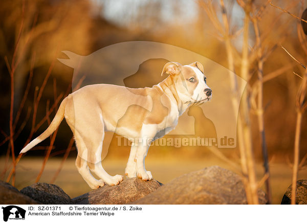 American Staffordshire Terrier Welpe / American Staffordshire Terrier Puppy / SZ-01371