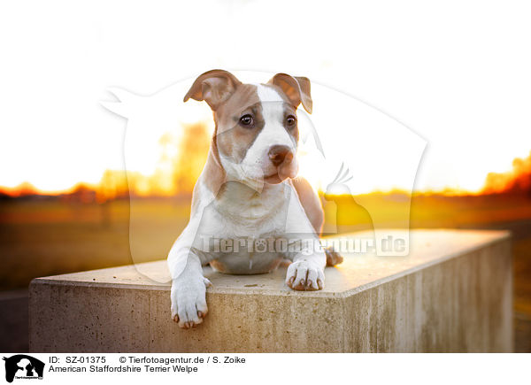American Staffordshire Terrier Welpe / American Staffordshire Terrier Puppy / SZ-01375