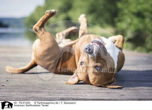 American Staffordshire Terrier / American Staffordshire Terrier / TS-01283
