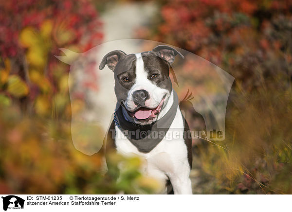 sitzender American Staffordshire Terrier / sitting American Staffordshire Terrier / STM-01235