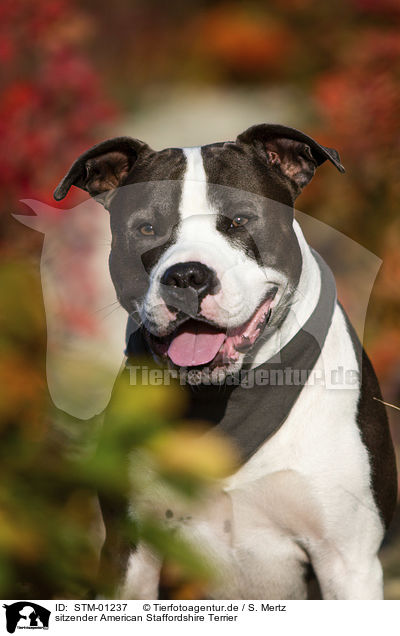 sitzender American Staffordshire Terrier / sitting American Staffordshire Terrier / STM-01237