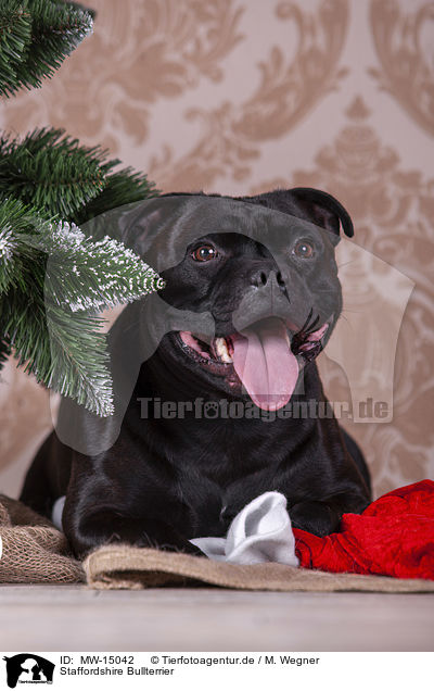 Staffordshire Bullterrier / MW-15042