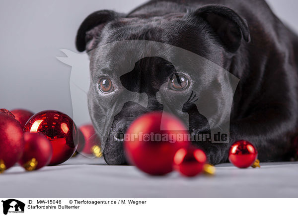 Staffordshire Bullterrier / MW-15046