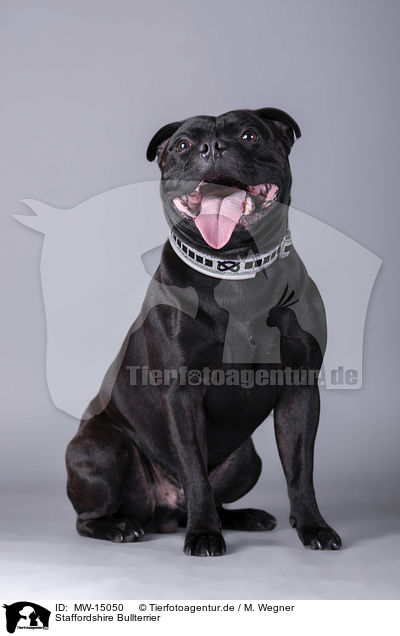 Staffordshire Bullterrier / MW-15050