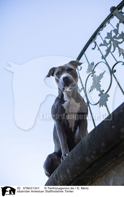 sitzender American Staffordshire Terrier / sitting American Staffordshire Terrier / STM-01341