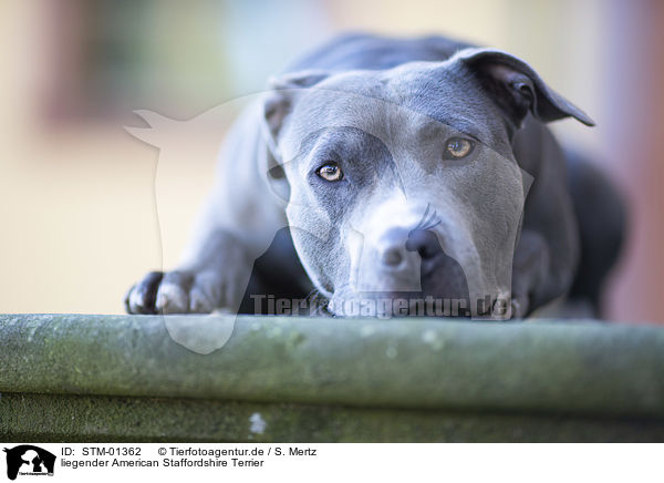 liegender American Staffordshire Terrier / lying American Staffordshire Terrier / STM-01362
