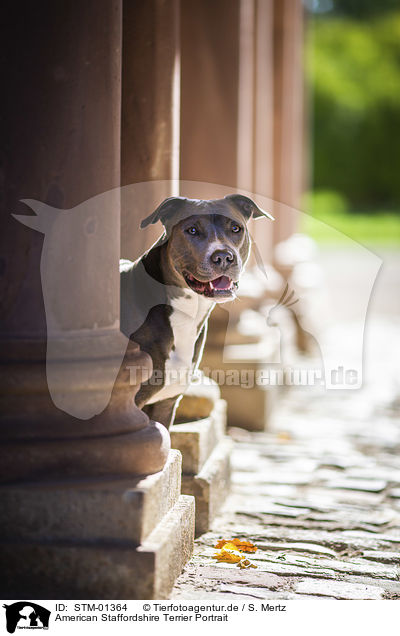 American Staffordshire Terrier Portrait / American Staffordshire Terrier portrait / STM-01364