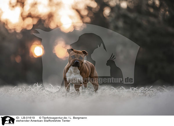 stehender American Staffordshire Terrier / standing American Staffordshire Terrier / LB-01619