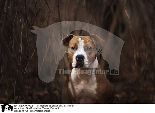 American Staffordshire Terrier Portrait / American Staffordshire Terrier portait / SEK-01002