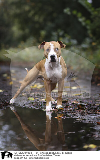 stehender American Staffordshire Terrier / standing American Staffordshire Terrier / SEK-01003