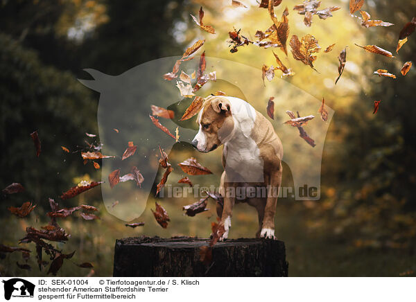 stehender American Staffordshire Terrier / standing American Staffordshire Terrier / SEK-01004