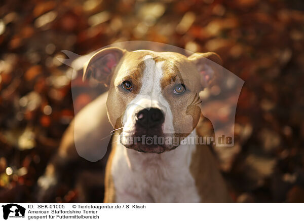 American Staffordshire Terrier / American Staffordshire Terrier / SEK-01005
