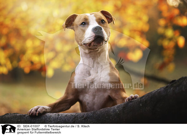 American Staffordshire Terrier / American Staffordshire Terrier / SEK-01007