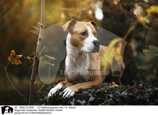 liegender American Staffordshire Terrier / lying American Staffordshire Terrier / SEK-01008